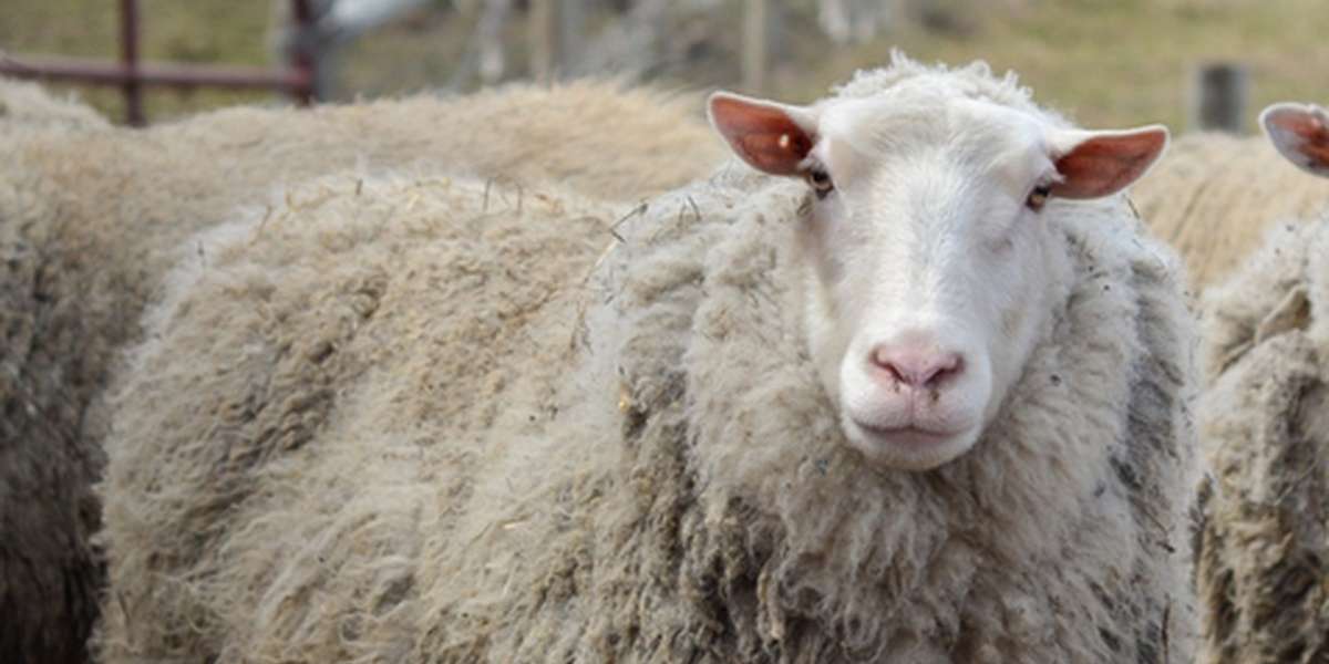 7 Happy Sheep Before And After Their Spring Haircuts - The Dodo