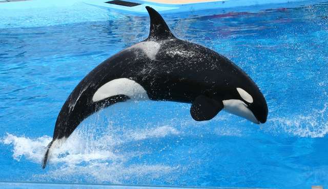 SeaWorld Says 'The Facts Are On Our Side.' Let's Look At The 'Facts ...