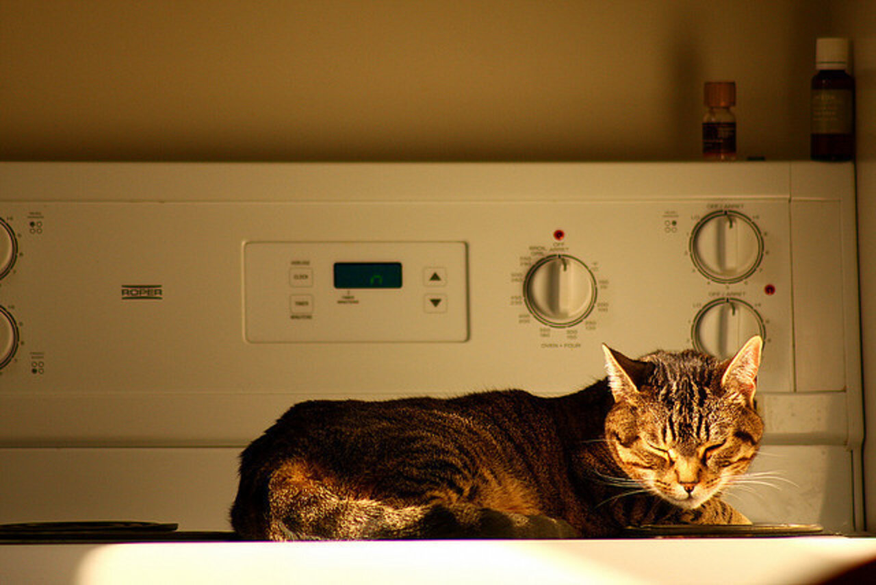 13 Cats Who Can't Be Bothered To Move - The Dodo