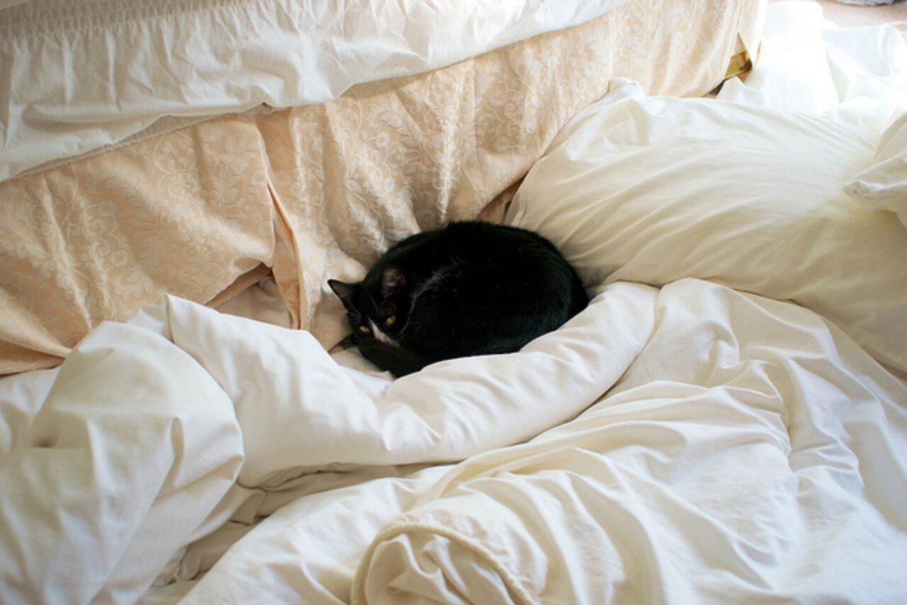 13 Cats Who Can't Be Bothered To Move - The Dodo