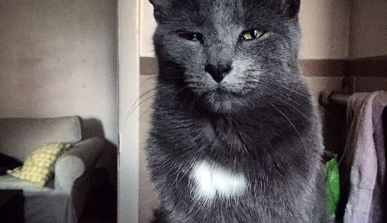 Why Do Cats Come To The Bathroom With You? - The Dodo Why Do Cats Come To The Bathroom With You? - The Dodo