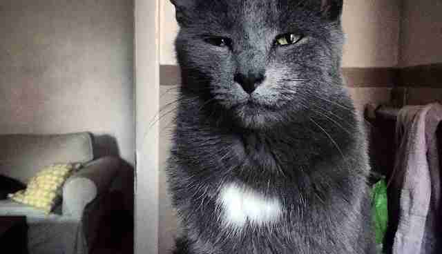 Why Do Cats Come To The Bathroom With You The Dodo