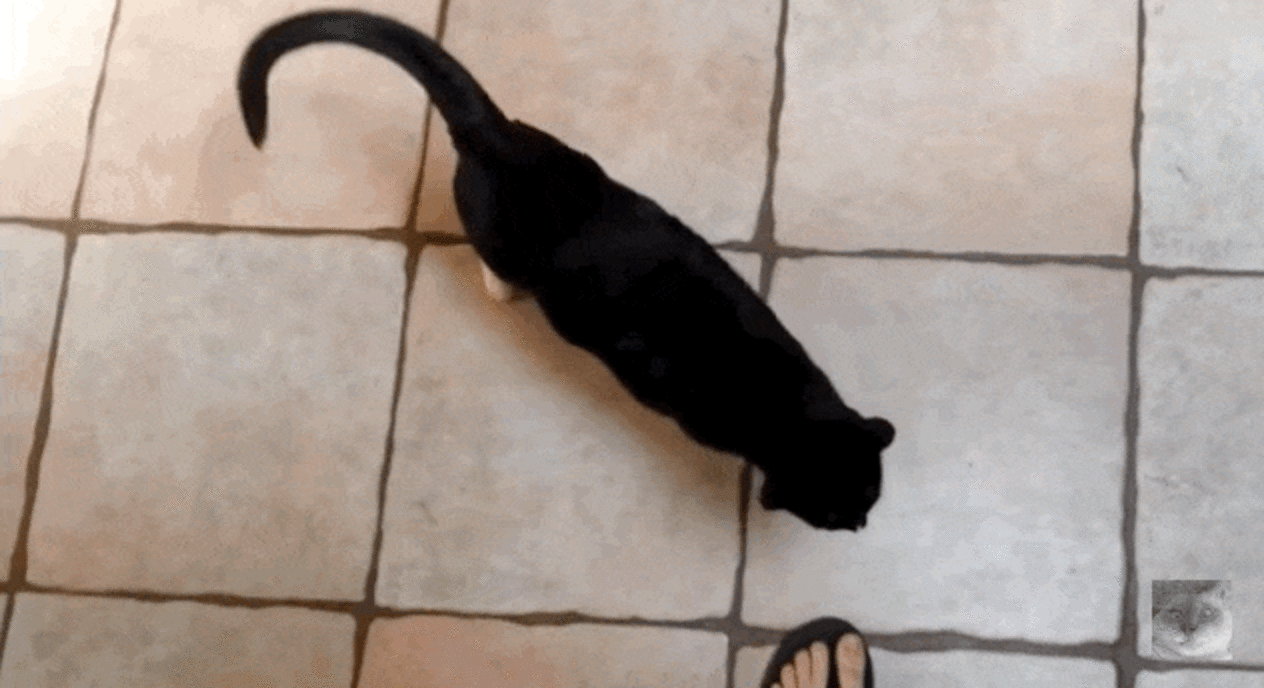 Why Do Cats Come To The Bathroom With You? The Dodo