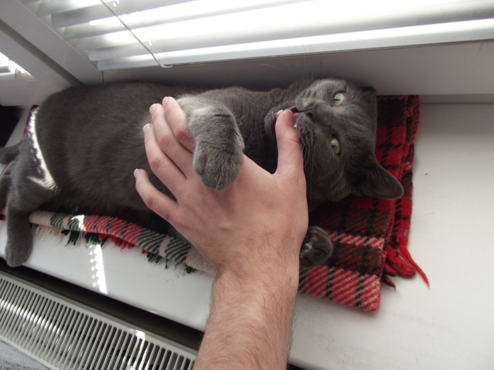 Why Is My Cat Trying To Kill Me? The Dodo