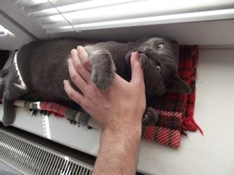 Why Is My Cat Trying To Kill Me The Dodo