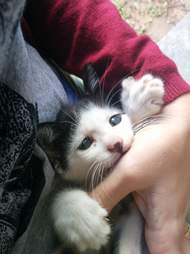 Why Is My Cat Trying To Kill Me The Dodo