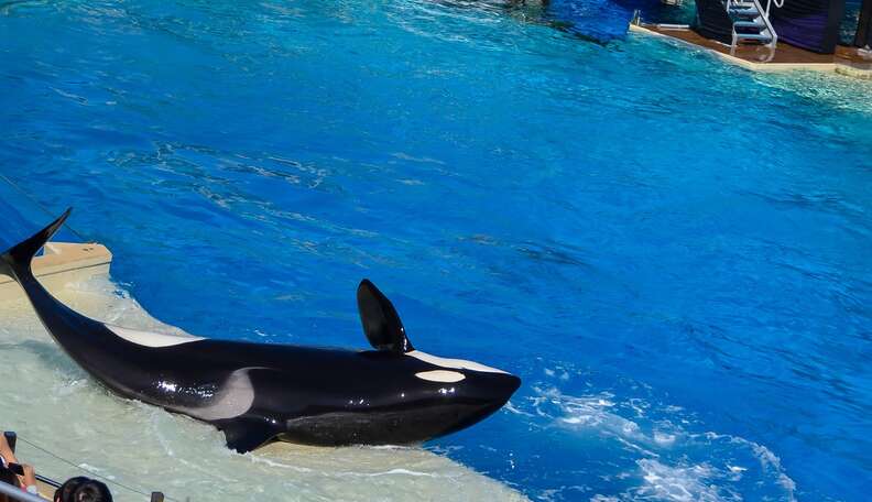 SeaWorld Blames Kids For Why It Needs Orcas - The Dodo