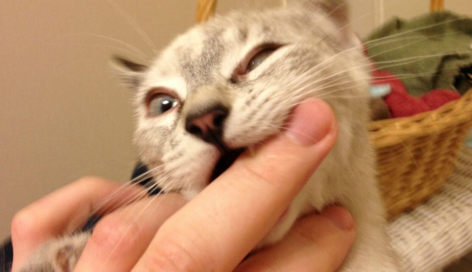 Why Is My Cat Trying To Kill Me? The Dodo