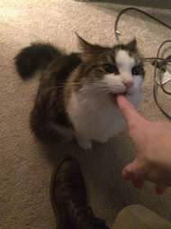 Why Is My Cat Trying To Kill Me The Dodo