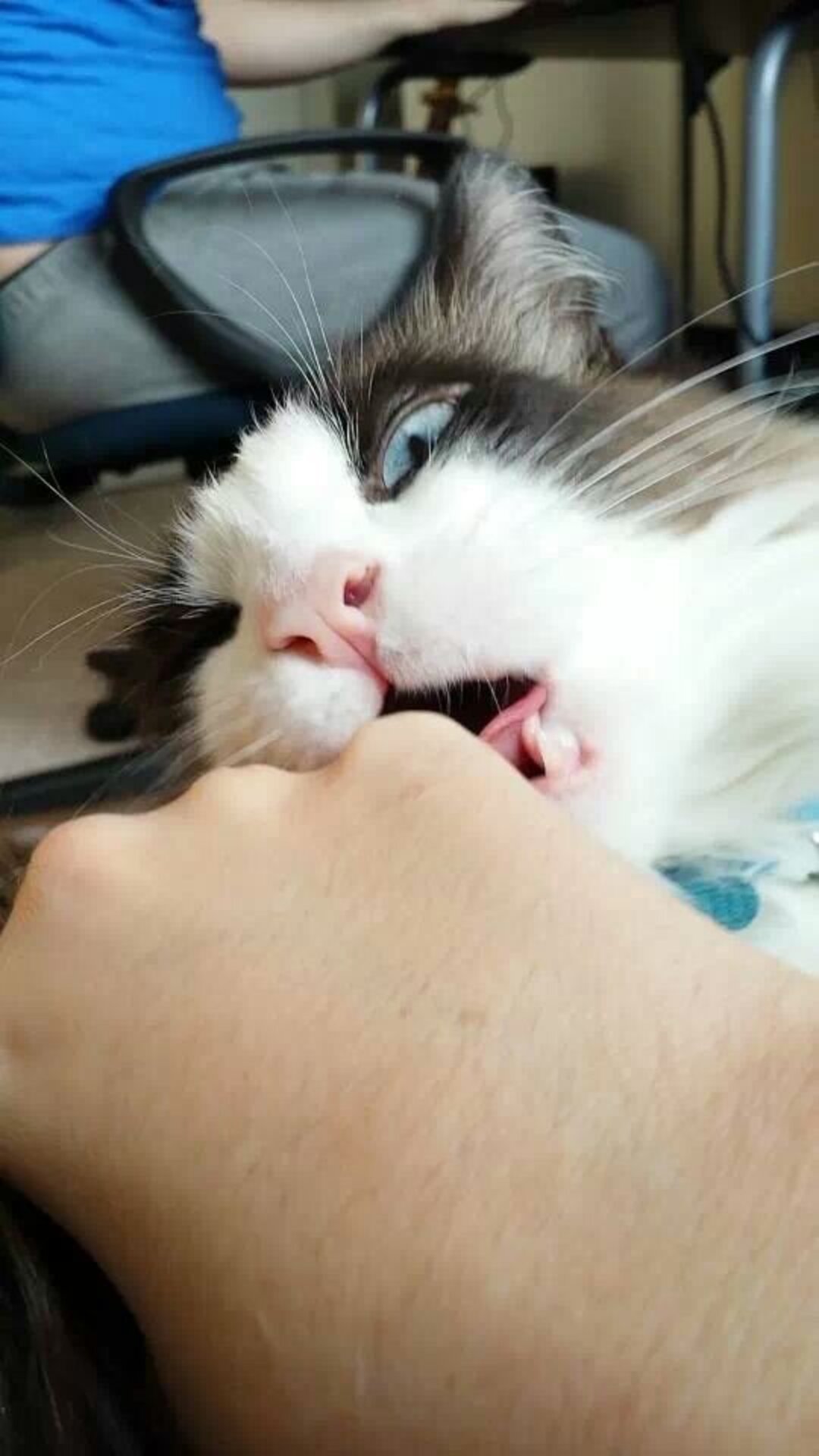 Why Is My Cat Trying To Kill Me? The Dodo