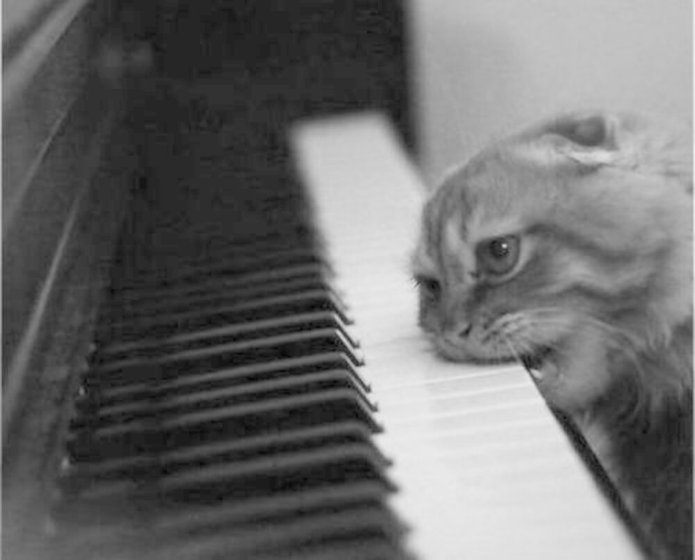 Why Is My Cat Trying To Kill Me? The Dodo