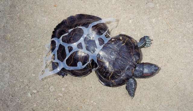 Image result for turtle plastic