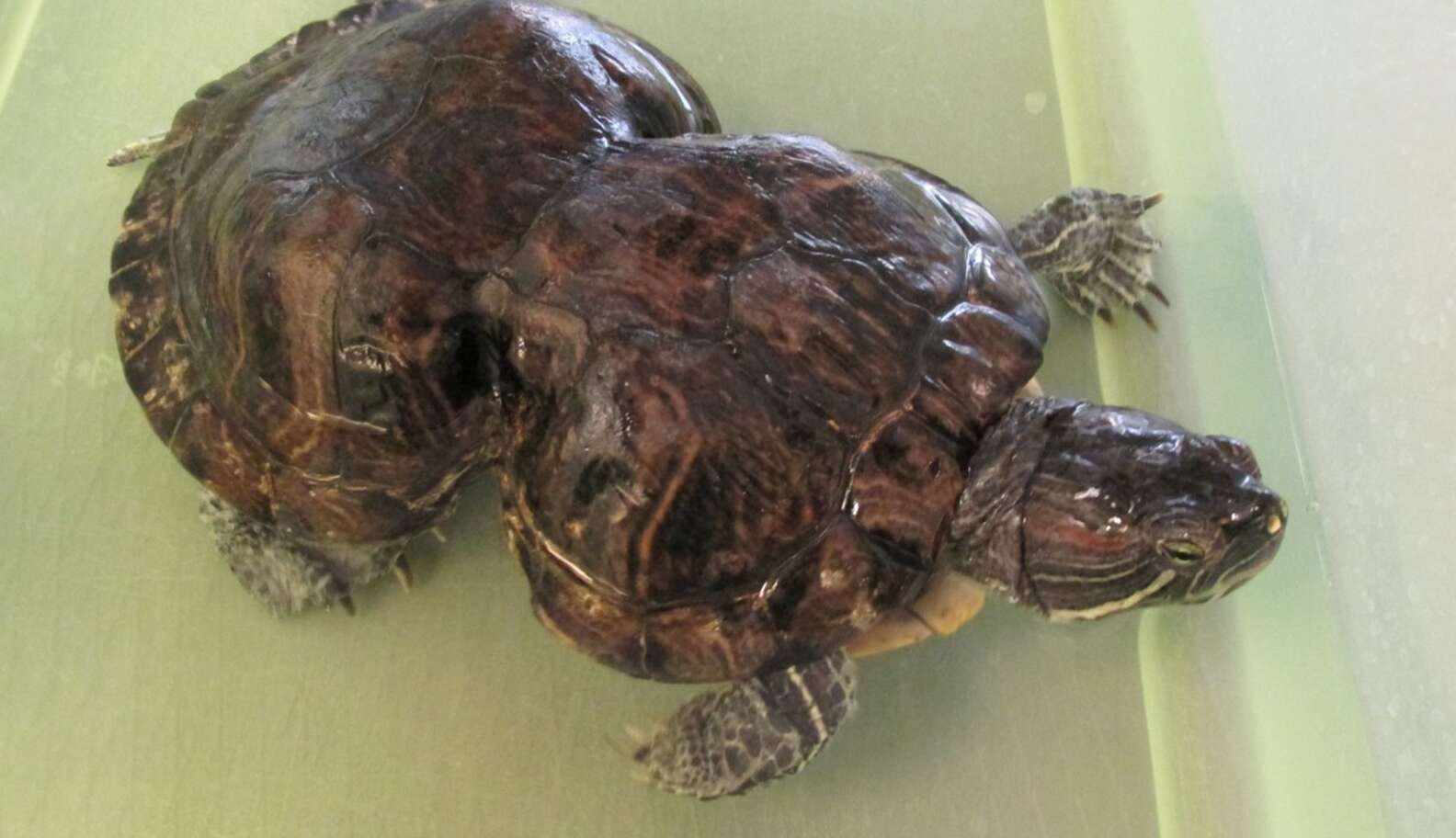 Turtle Cut Free From 6-Pack Rings Is Unstoppable 20 Years Later - The Dodo