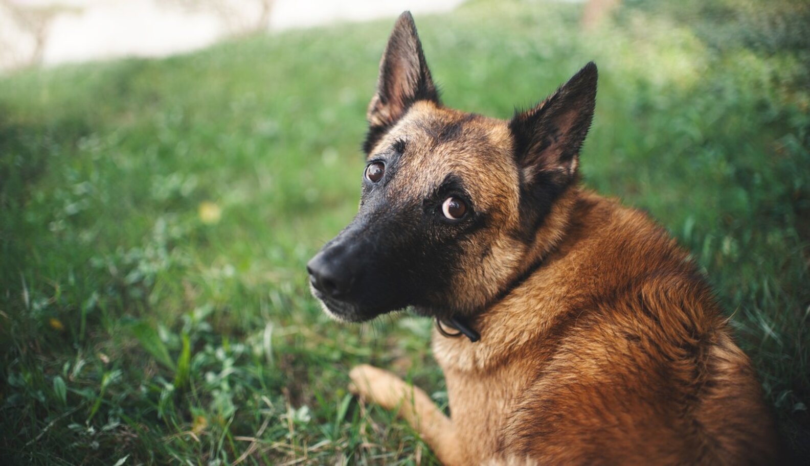 Why Does My Dog Smell Like Fish? The Dodo