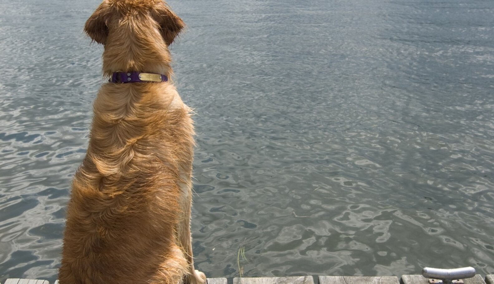 Why Does My Dog Smell Like Fish? The Dodo