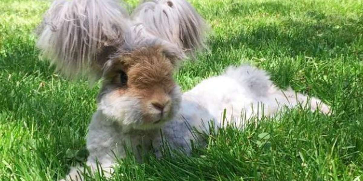 english angora rabbit