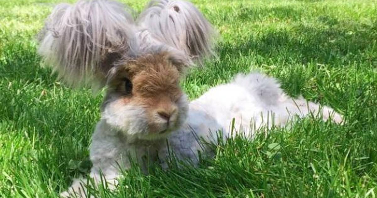 angora dwarf rabbit