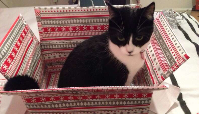 Cats! - The Dodo