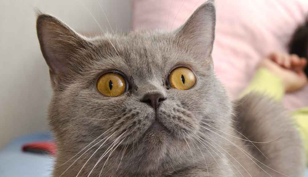 Why Does My Cat Pee On My Bed The Dodo