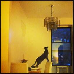 Why Does My Cat Pee On My Bed The Dodo