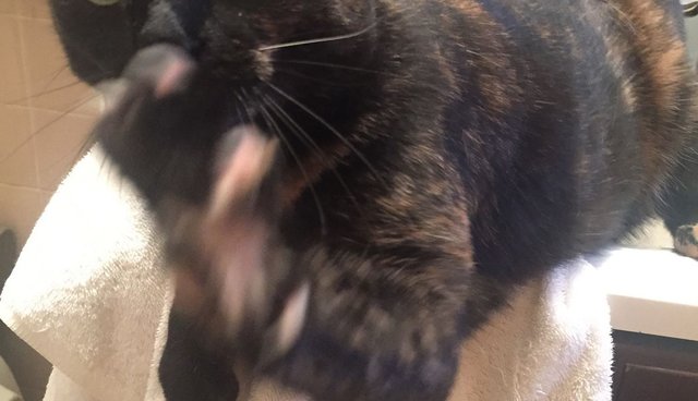 Why Does My Cat Pee On My Bed The Dodo