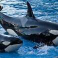 Ex-SeaWorld Trainer Reveals Troubling Truth About Breeding Orcas