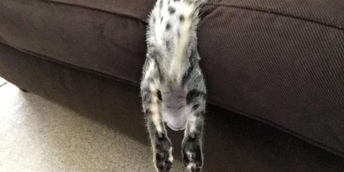 Cats Fall Asleep In 5 Charming Stages The Dodo