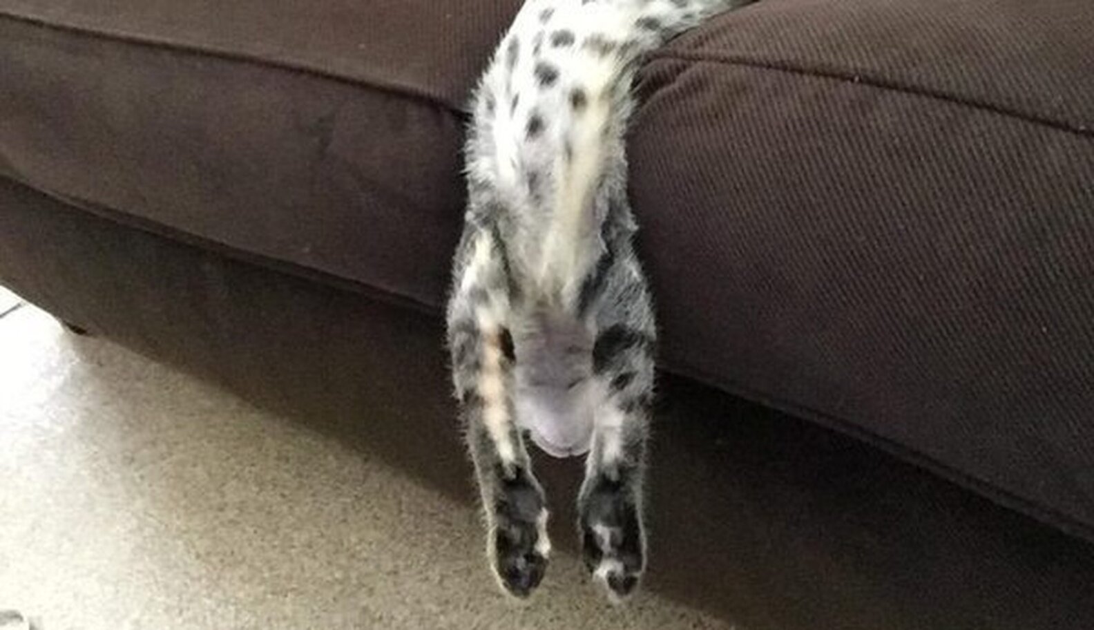 Cats Fall Asleep In 5 Charming Stages The Dodo