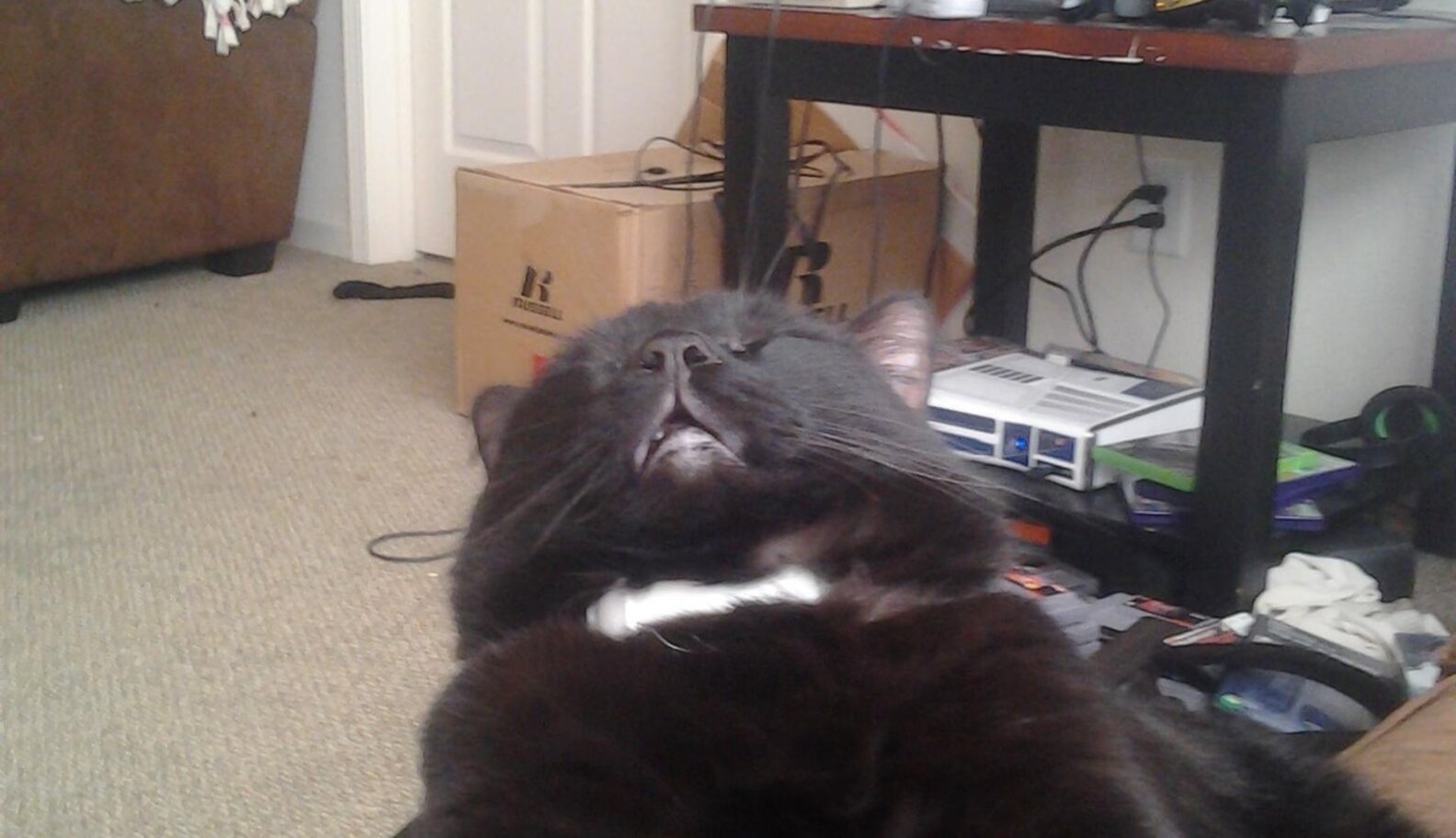 Cats Fall Asleep In 5 Charming Stages The Dodo