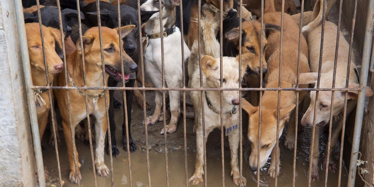 Elderly Woman Spends Her Savings To Rescue Dogs From Butcher - The Dodo