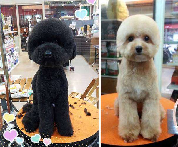 Cube sales dog haircut