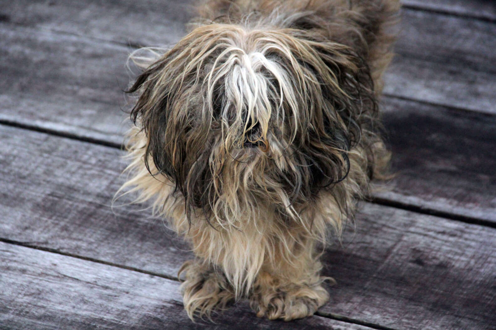 11 Weirdest Hairstyles For Dogs The Dodo