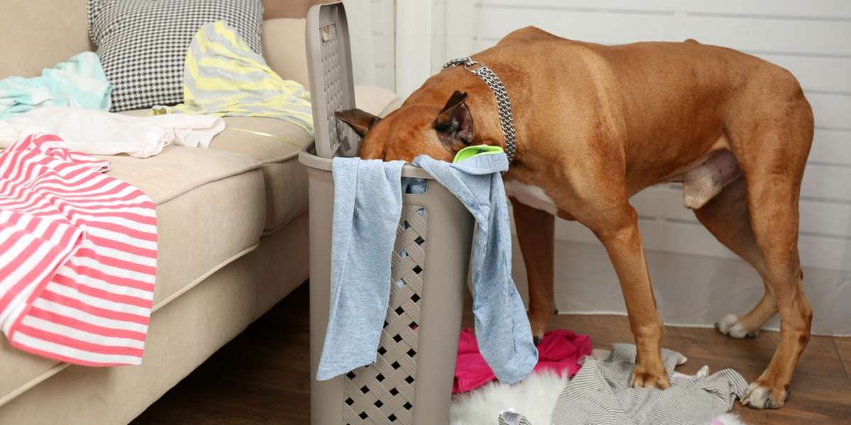 HamperDiving Dog Saved After On Owner's Undies The Dodo