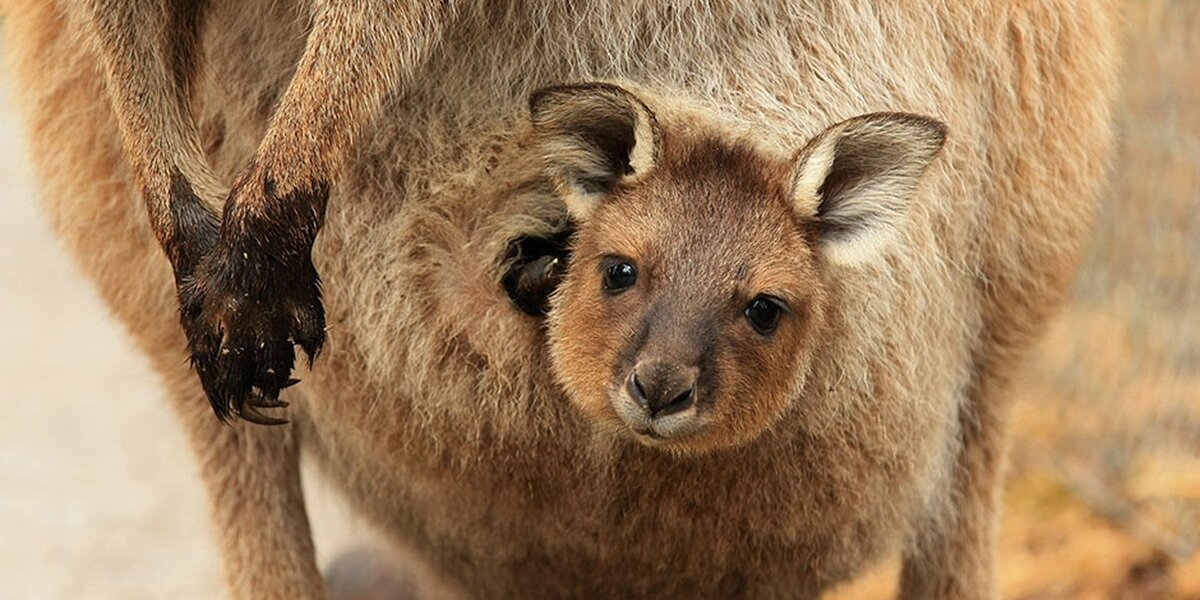 Once You See Inside A Kangaroo s Pouch There s No Going Back The Dodo