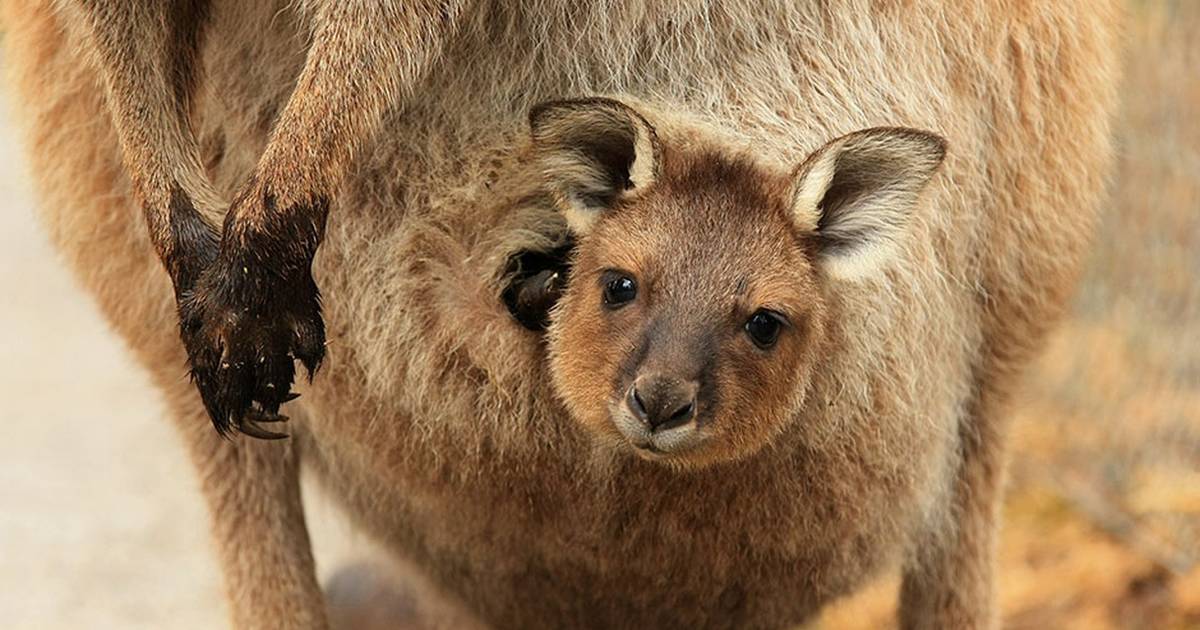 Once You See Inside A Kangaroo's Pouch, There's No Going Back - The Dodo
