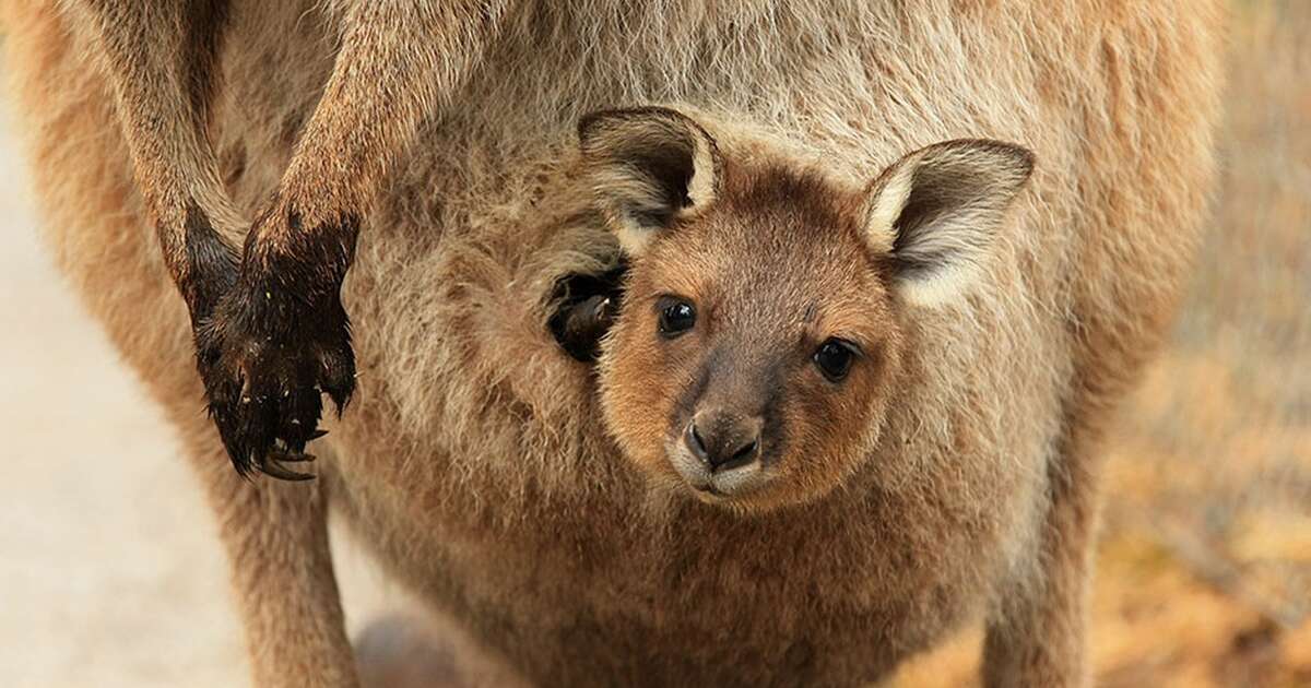 Once You See Inside A Kangaroo S Pouch There S No Going Back The Dodo   Tmg Facebook Social 