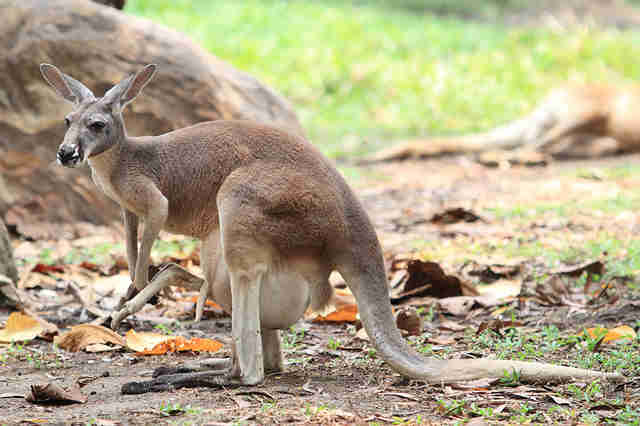 kangaroo pouch inside kangaroos pouches going why once