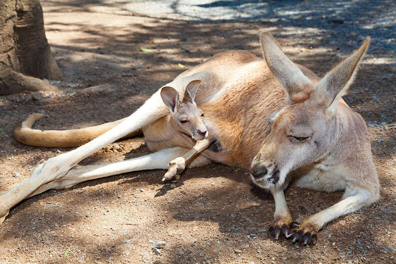 Once You See Inside A Kangaroo's Pouch, There's No Going Back - The Dodo