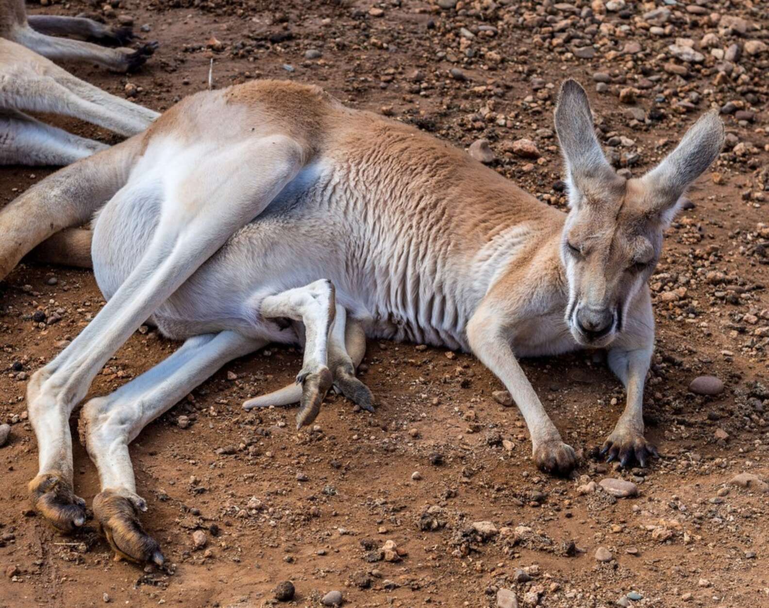 Once You See Inside A Kangaroo's Pouch, There's No Going Back - The Dodo