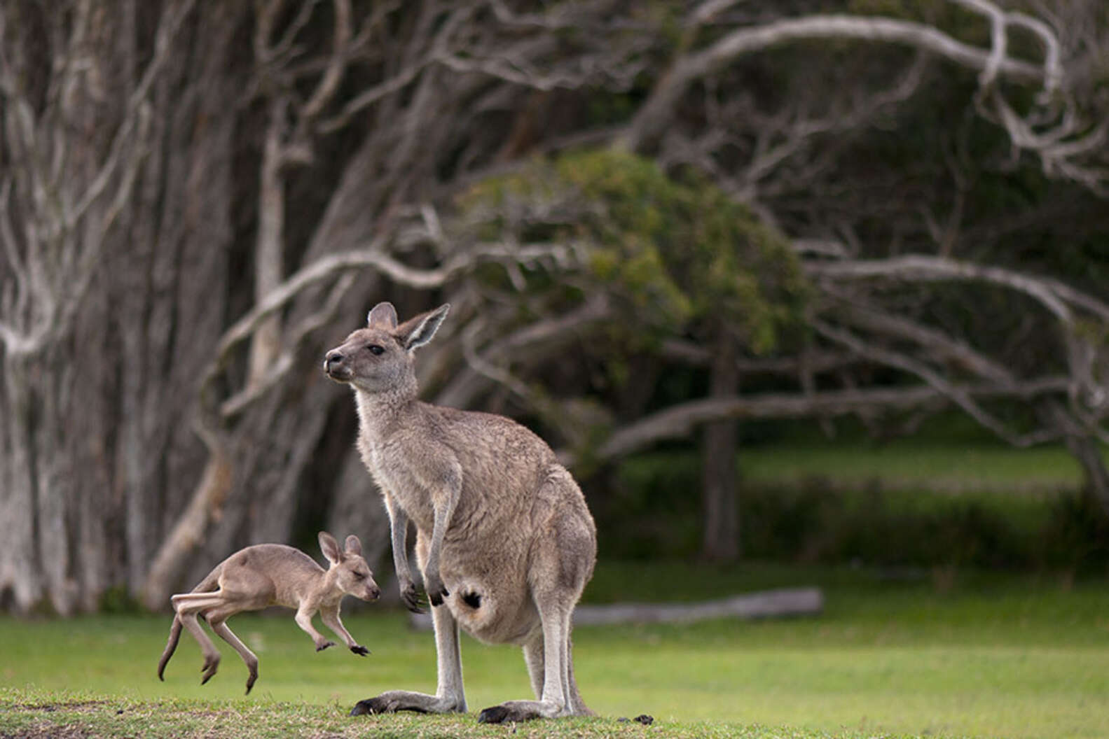 Once You See Inside A Kangaroo's Pouch, There's No Going Back The Dodo