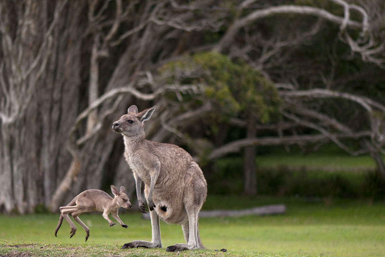 Once You See Inside A Kangaroos Pouch Theres No Going Back The Dodo 6257