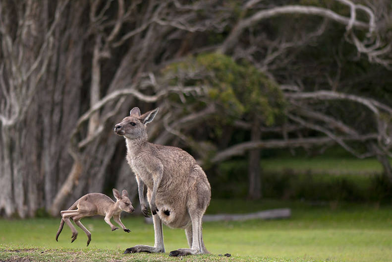 Once You See Inside A Kangaroo S Pouch There S No Going Back The Dodo