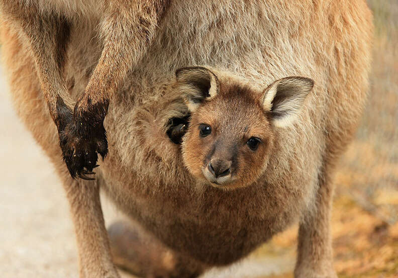 Kangaroo Joey in Pouch