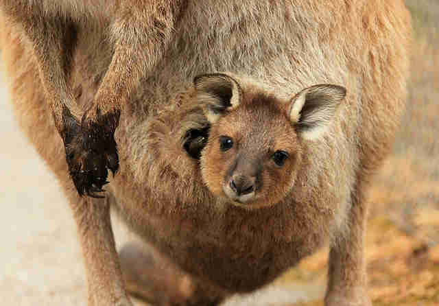 Once You See Inside A Kangaroo S Pouch There S No Going