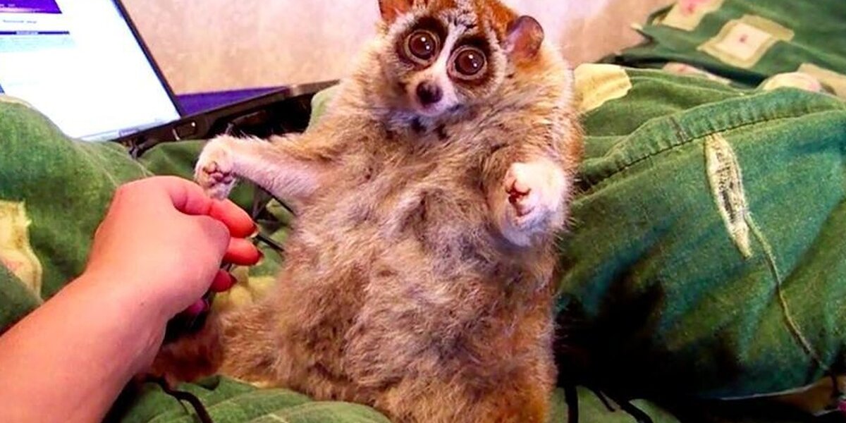Loris Smiling The Truth Behind Those Cute Loris Videos Isn't As Happy As You Think ...