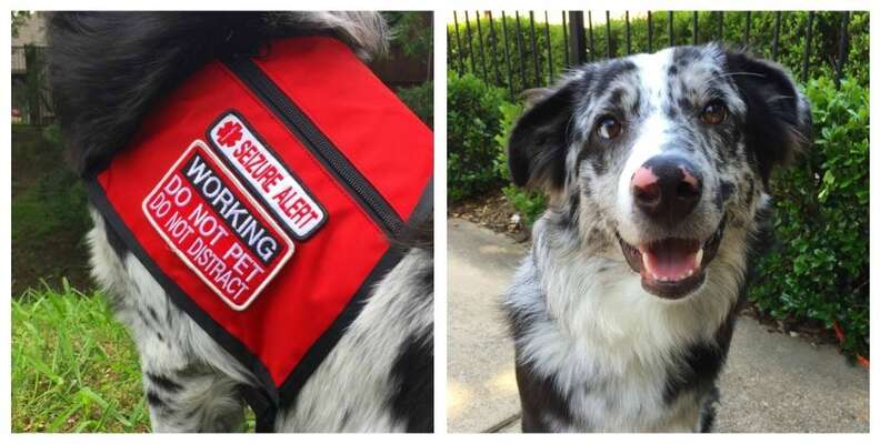 Seizure alert best sale dog vest