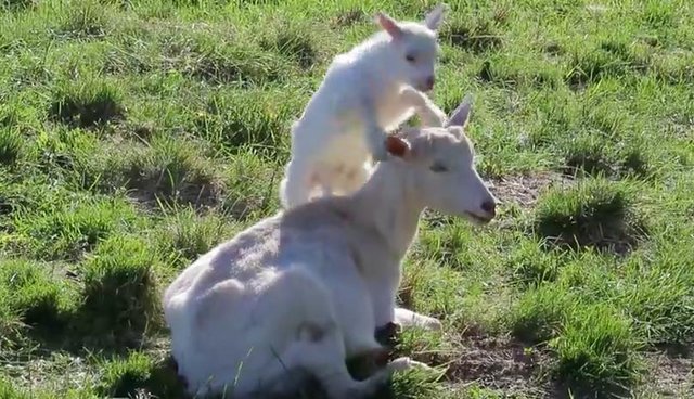 Cutest Baby Goat Loves Mom So Much He Cant Stop Hugging Her The Dodo