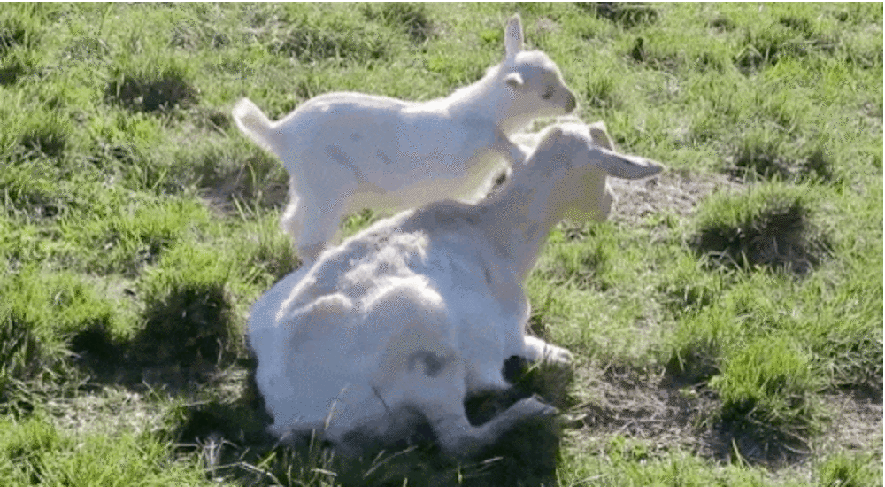 Cutest Baby Goat Loves Mom So Much He Can't Stop Hugging Her - The Dodo