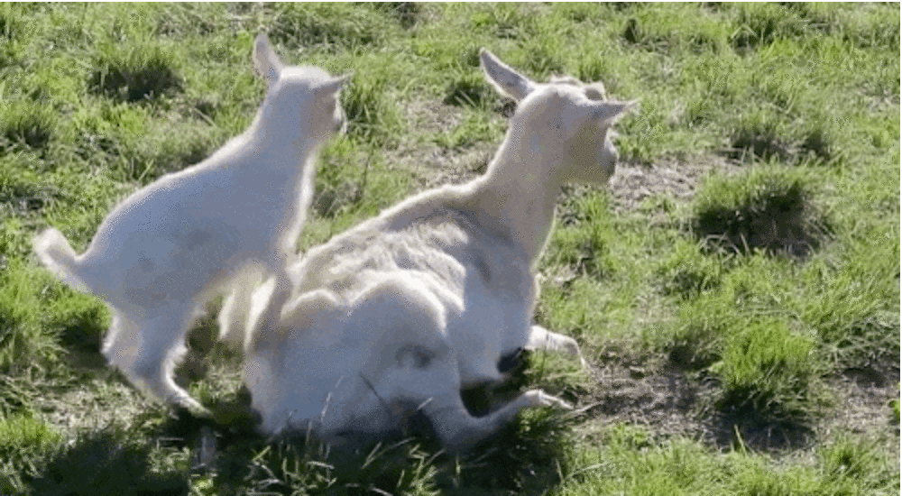 Cutest Baby Goat Loves Mom So Much He Can't Stop Hugging Her - The Dodo