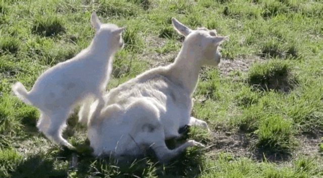 Cutest Baby Goat Loves Mom So Much He Can't Stop Hugging Her.